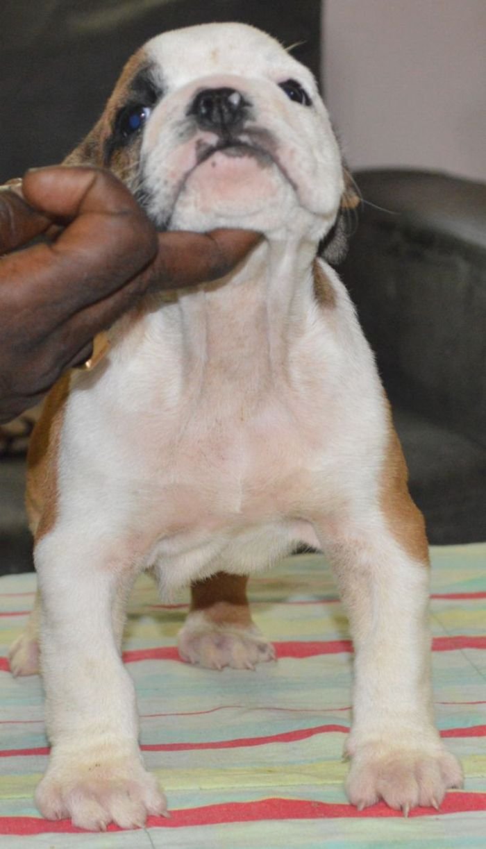 DogsIndia.com - Bulldog - Faithtrot Kennel - Dr. Andrew