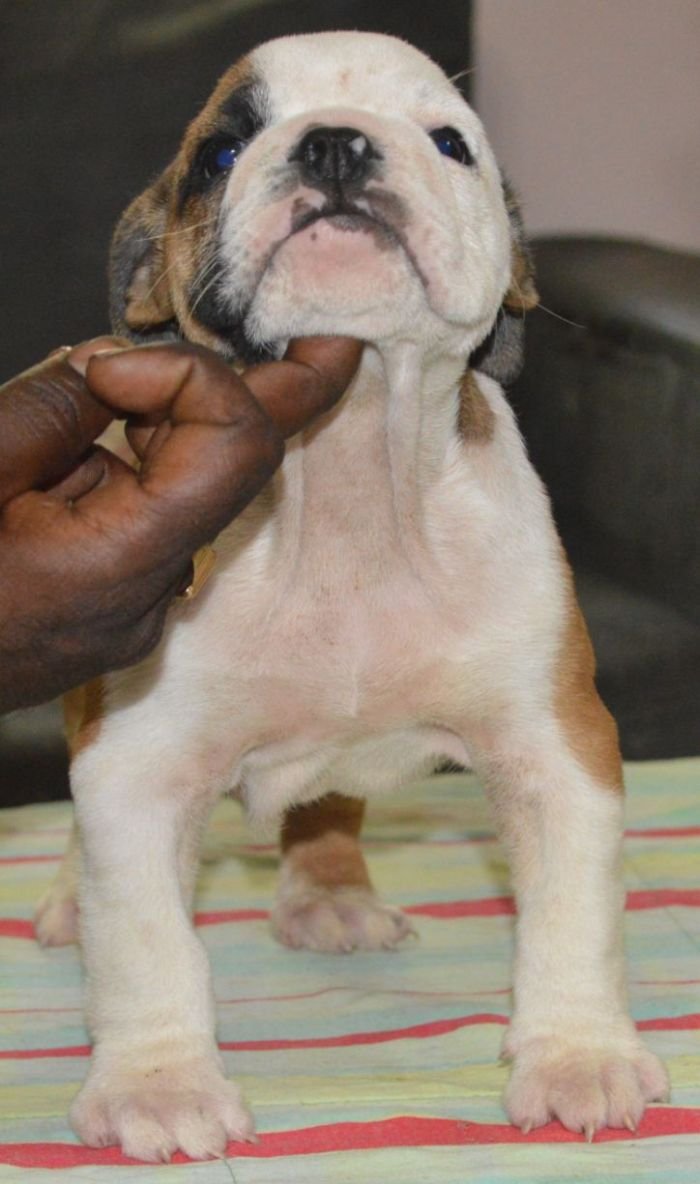 DogsIndia.com - Bulldog - Faithtrot Kennel - Dr. Andrew