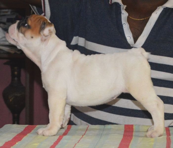 DogsIndia.com - Bulldog - Faithtrot Kennel - Dr. Andrew