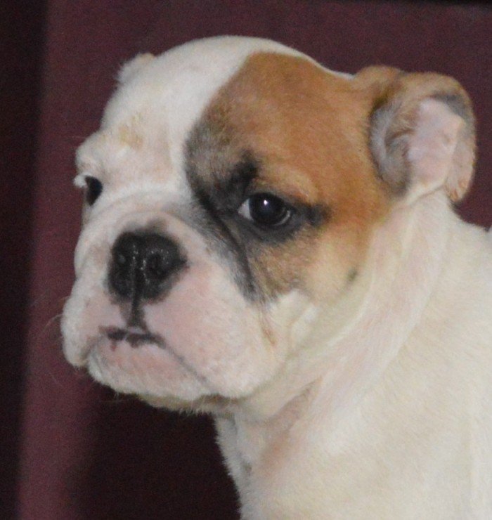 DogsIndia.com - Bulldog - Faithtrot Kennel - Dr. Andrew