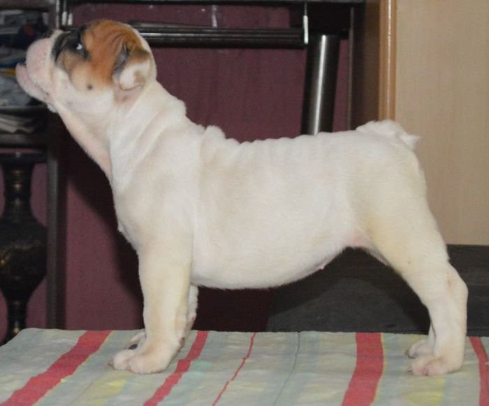 DogsIndia.com - Bulldog - Faithtrot Kennel - Dr. Andrew