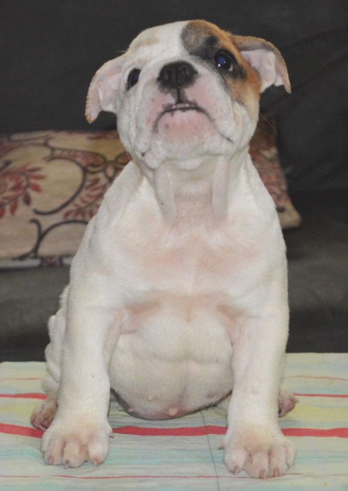 DogsIndia.com - Bulldog - Faithtrot Kennel - Dr. Andrew