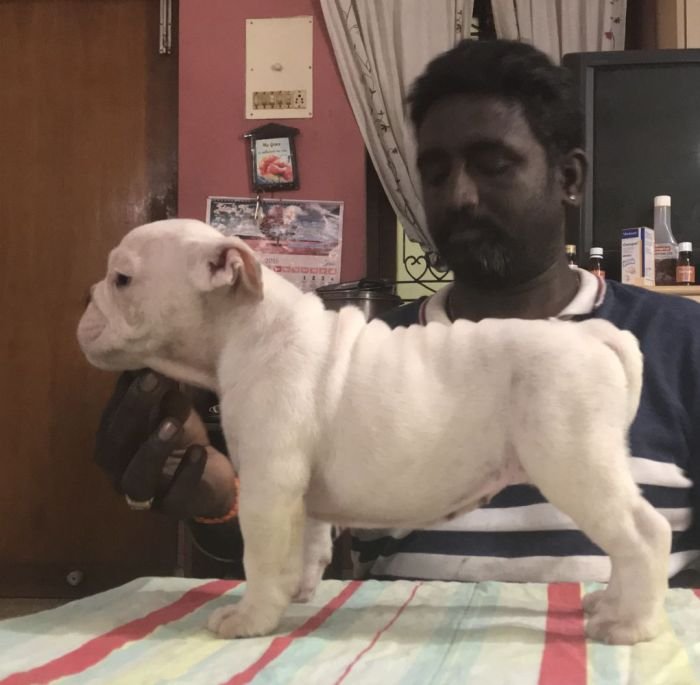 DogsIndia.com - Bulldog - Faithtrot Kennel - Dr. Andrew