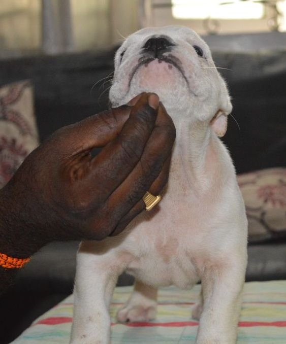 DogsIndia.com - Bulldog - Faithtrot Kennel - Dr. Andrew