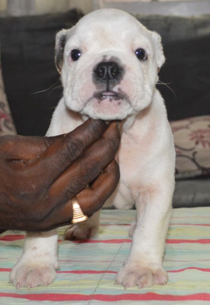 DogsIndia.com - Bulldog - Faithtrot Kennel - Dr. Andrew