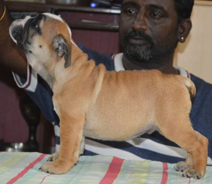 DogsIndia.com - Bulldog - Faithtrot Kennel - Dr. Andrew