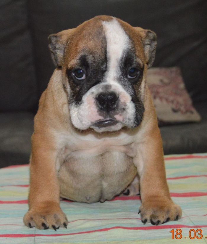 DogsIndia.com - Bulldog - Faithtrot Kennel - Dr. Andrew