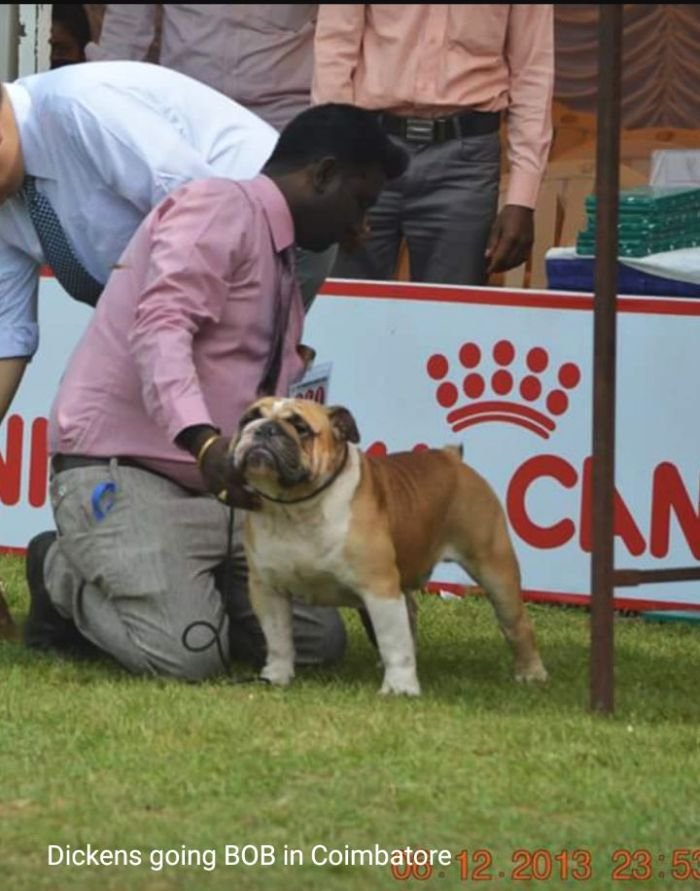 DogsIndia.com - Bulldog - Faithtrot Kennel - Dr. Andrew