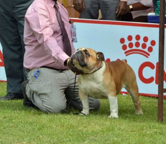 DogsIndia.com - Bulldog - Faithtrot Kennel - Dr. Andrew