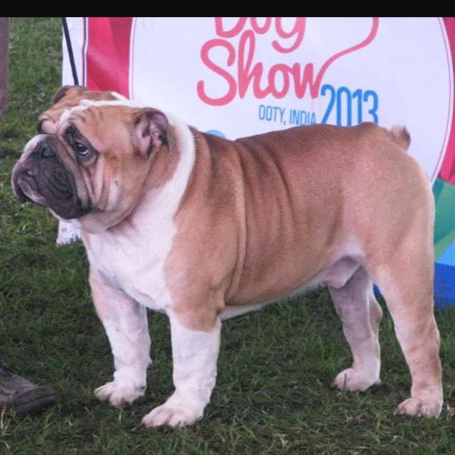 DogsIndia.com - Bulldog - Faithtrot Kennel - Dr. Andrew