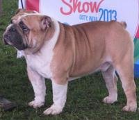 DogsIndia.com - Bulldog - Faithtrot Kennel - Dr. Andrew