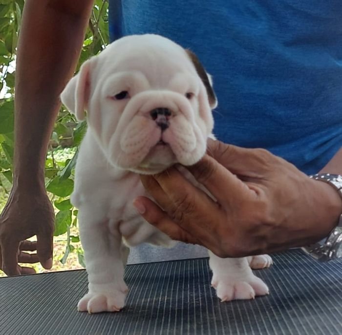 DogsIndia.com - Bulldog - Sanjay