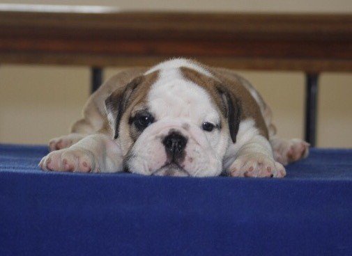 DogsIndia.com - Bulldog - Sanjay