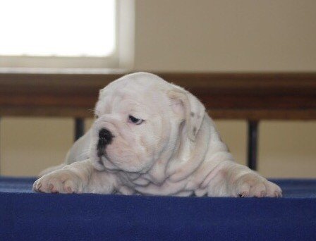 DogsIndia.com - Bulldog - Sanjay