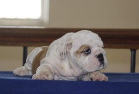 DogsIndia.com - Bulldog - Sanjay