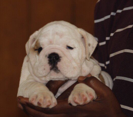 DogsIndia.com - Bulldog - Sanjay