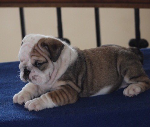 DogsIndia.com - Bulldog - Sanjay