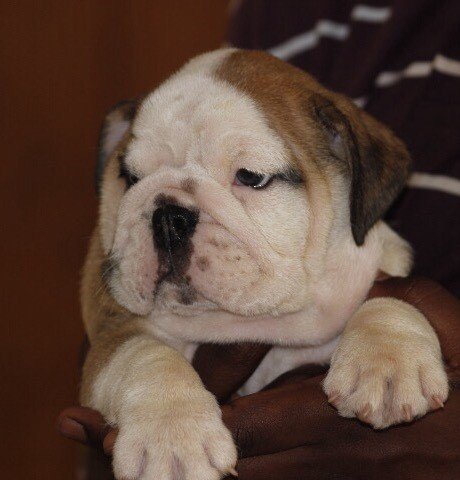 DogsIndia.com - Bulldog - Sanjay