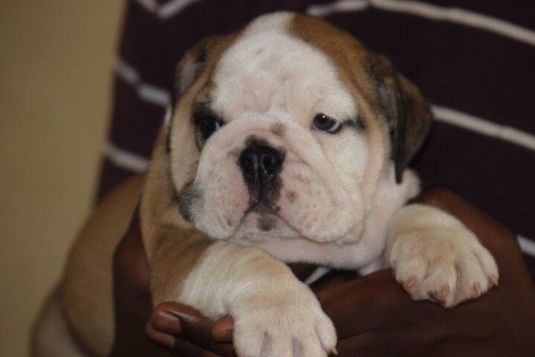 DogsIndia.com - Bulldog - Sanjay