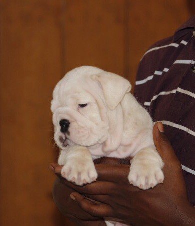 DogsIndia.com - Bulldog - Sanjay