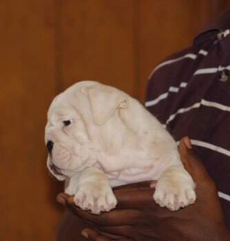 DogsIndia.com - Bulldog - Sanjay