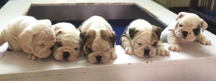 DogsIndia.com - Bulldog - Sanjay