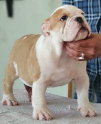 DogsIndia.com - Bulldog - Sanjay
