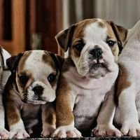 DogsIndia.com - Bulldog - Santhosh, Sanram's