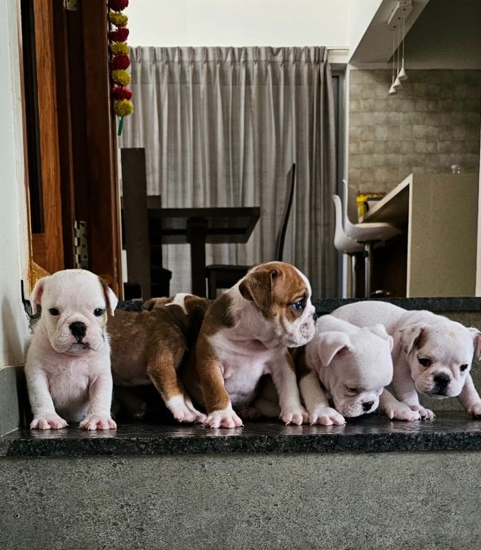 DogsIndia.com - Bulldog - Santhosh, Sanram's