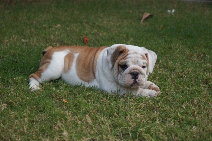 DogsIndia.com - Bulldog - Shanky Jaiswal
