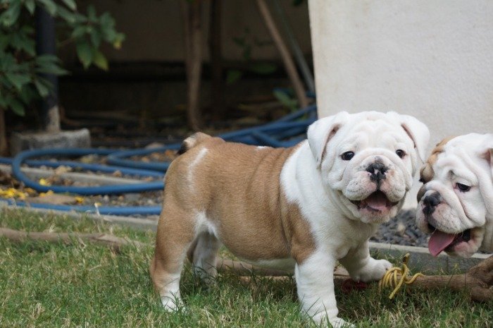 DogsIndia.com - Bulldog - Shanky Jaiswal
