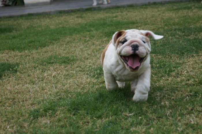 DogsIndia.com - Bulldog - Shanky Jaiswal