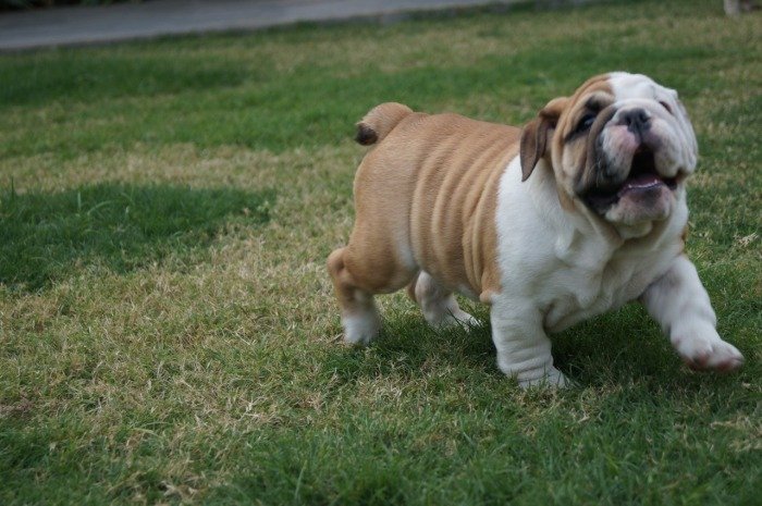 DogsIndia.com - Bulldog - Shanky Jaiswal