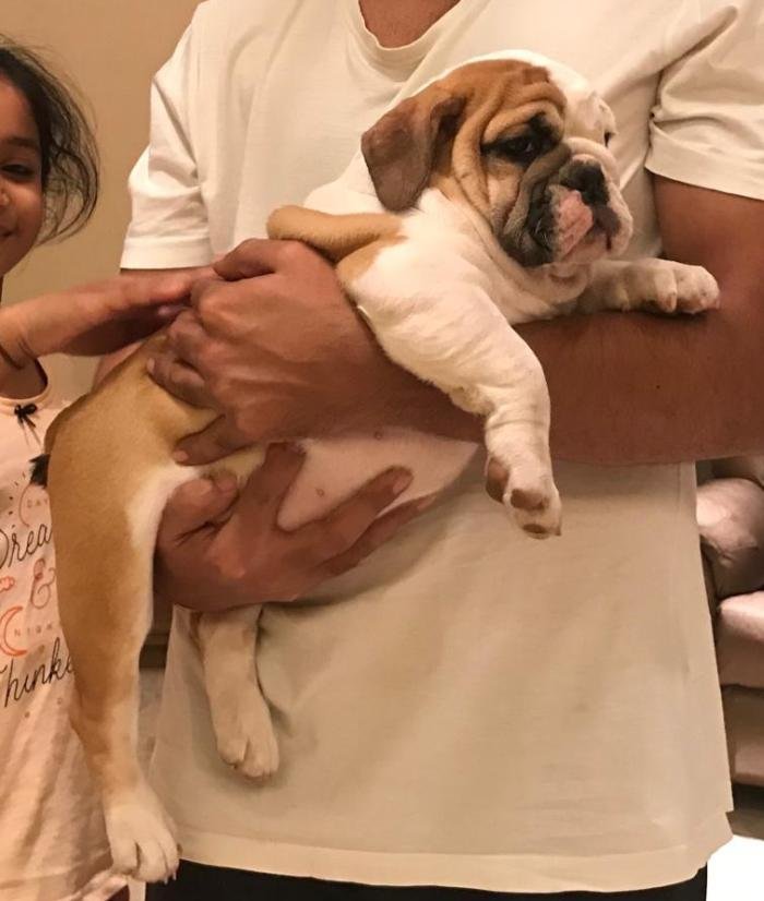 DogsIndia.com - Bulldog - Shanky Jaiswal