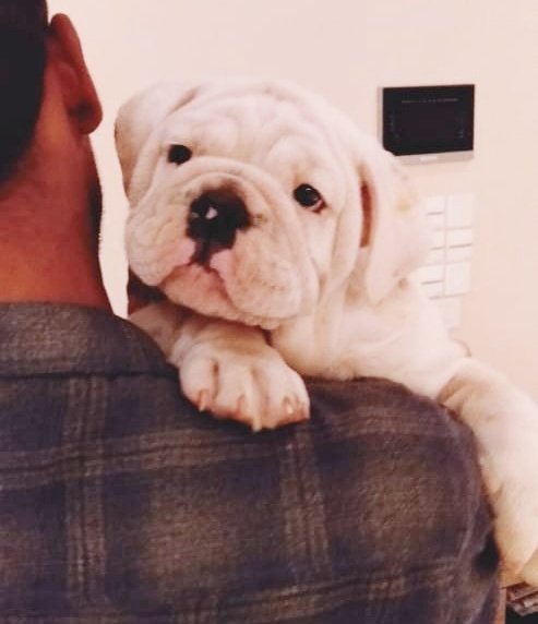 DogsIndia.com - Bulldog - Shanky Jaiswal