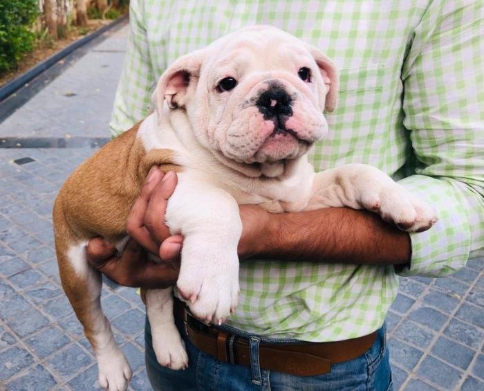 DogsIndia.com - Bulldog - Shanky Jaiswal