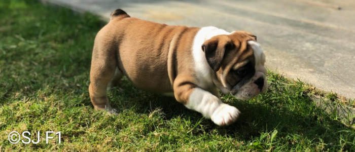 DogsIndia.com - Bulldog - Shanky Jaiswal