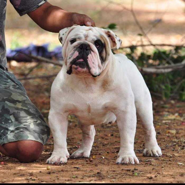 DogsIndia.com - Bulldog - Available at Stud - Shanky Jaiswal