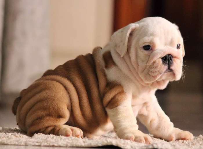 DogsIndia.com - Bulldog - Star Dust Bulldogs - Dr. Taranath