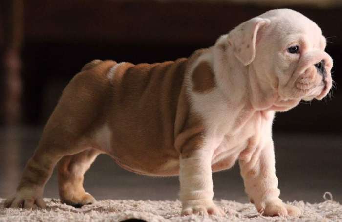 DogsIndia.com - Bulldog - Star Dust Bulldogs - Dr. Taranath