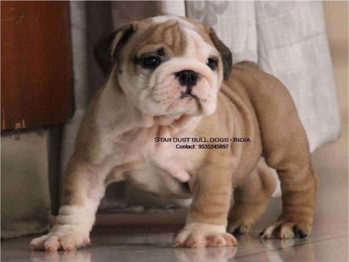 DogsIndia.com - Bulldog - Star Dust Bulldogs - Dr. Taranath