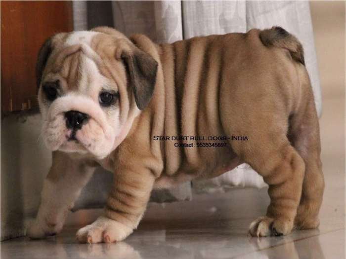 DogsIndia.com - Bulldog - Star Dust Bulldogs - Dr. Taranath