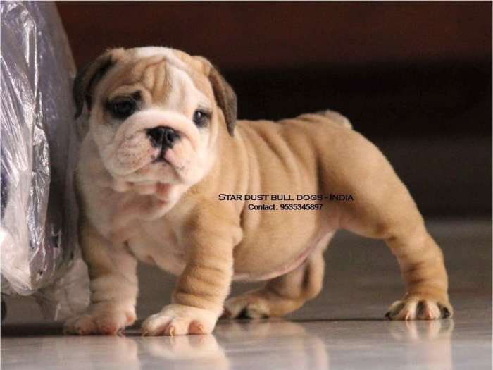 DogsIndia.com - Bulldog - Star Dust Bulldogs - Dr. Taranath
