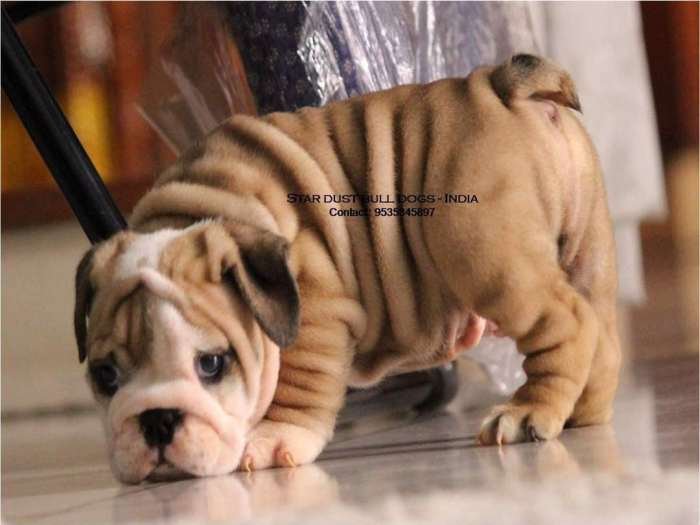 DogsIndia.com - Bulldog - Star Dust Bulldogs - Dr. Taranath