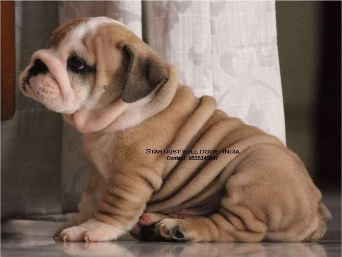 DogsIndia.com - Bulldog - Star Dust Bulldogs - Dr. Taranath