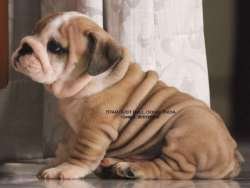 DogsIndia.com - Bulldog - Star Dust Bulldogs - Dr. Taranath