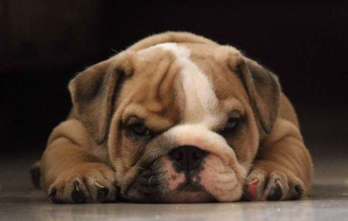 DogsIndia.com - Bulldog - Star Dust Bulldogs - Dr. Taranath