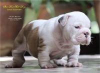 DogsIndia.com - Bulldog - Star Dust Bulldogs - Dr. Taranath