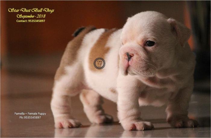 DogsIndia.com - Bulldog - Stardust Bulldogs - Dr. Taranath
