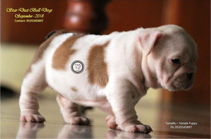 DogsIndia.com - Bulldog - Stardust Bulldogs - Dr. Taranath